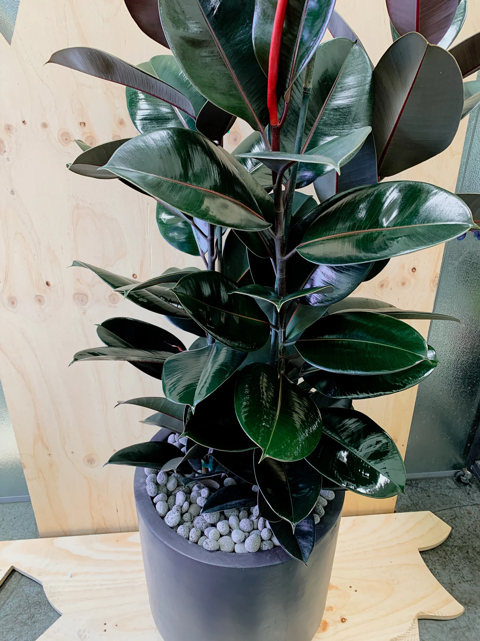 Black Ficus - Rubber Tree