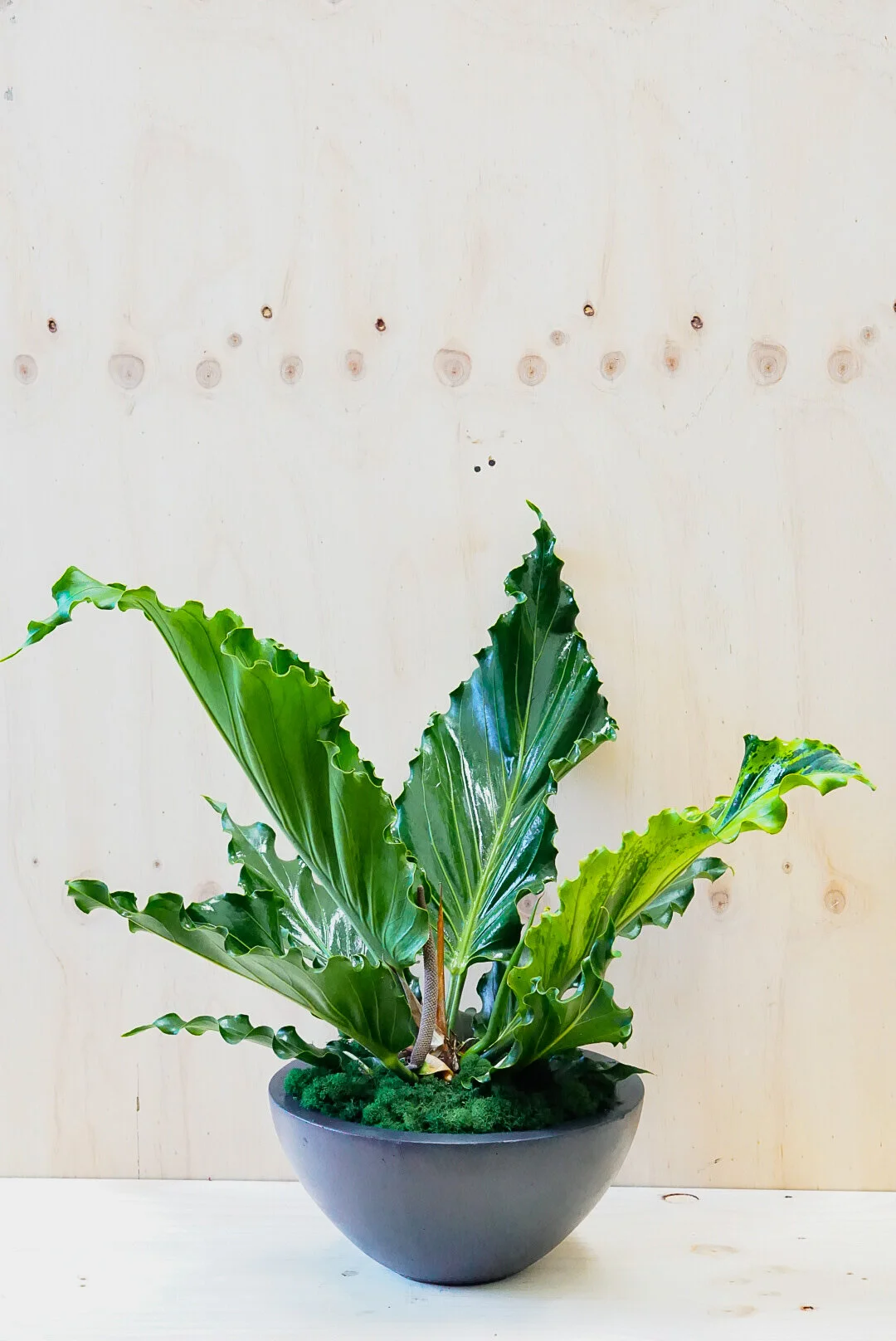 Anthurium Plowmanii - Variegated