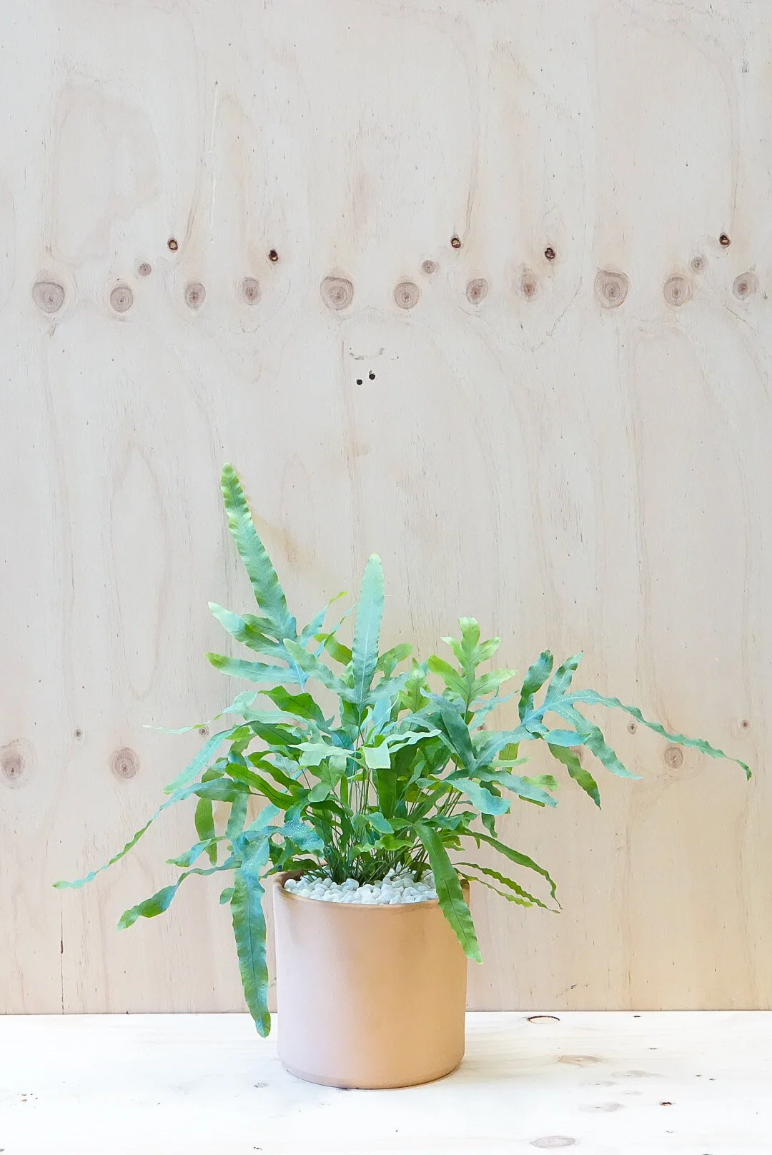 Blue Star Fern - Terra Cotta Pot