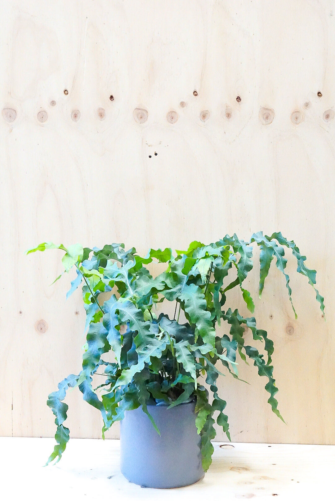 Large Blue Star Fern - Dusty Blue Pot