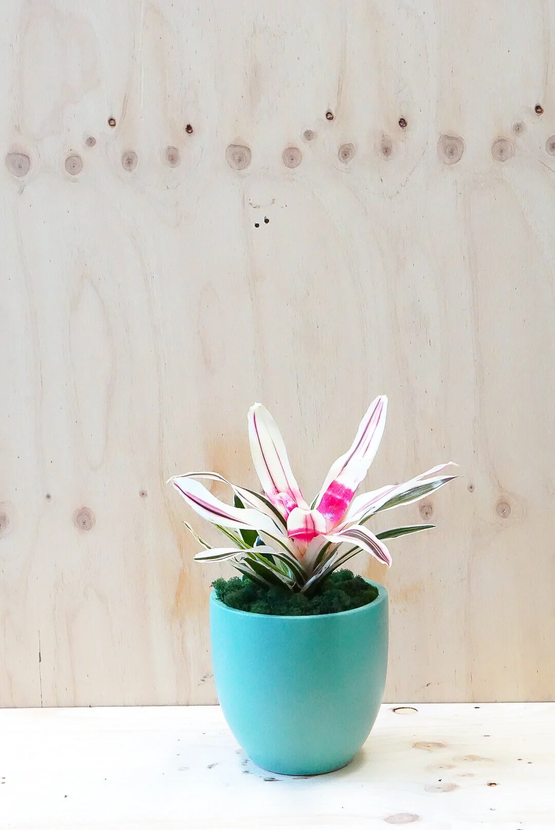 Bromeliad Neoregelia 'Raphael' 