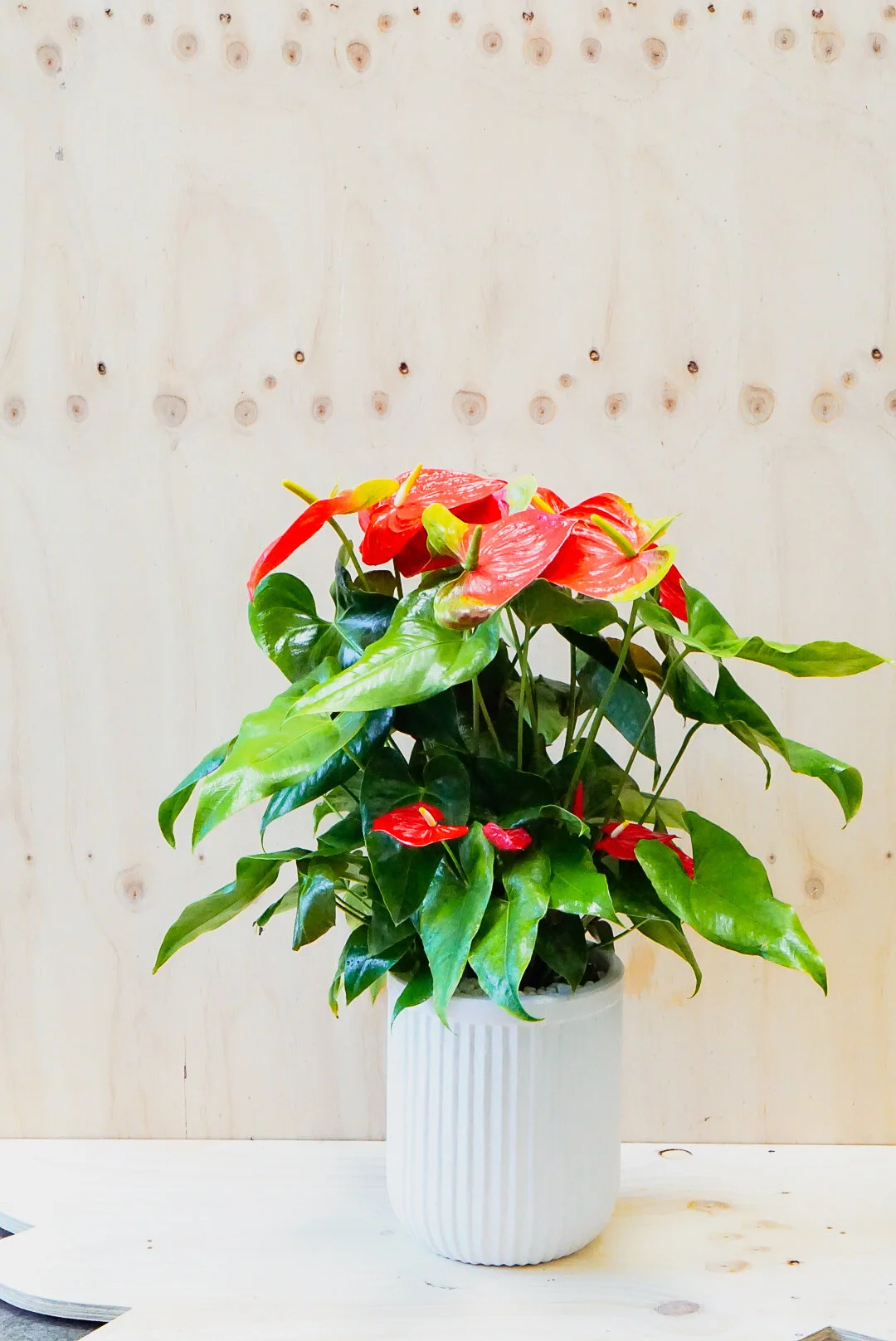 Anthurium - Red