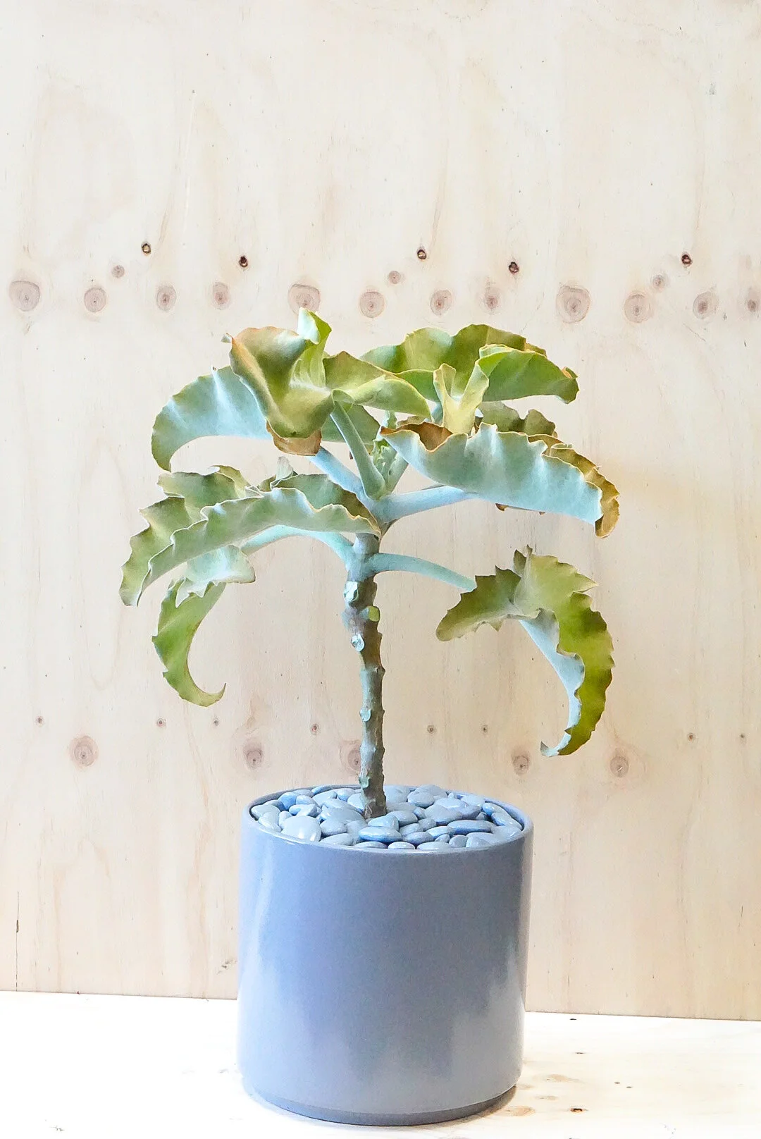 Kalanchoe Beharensis