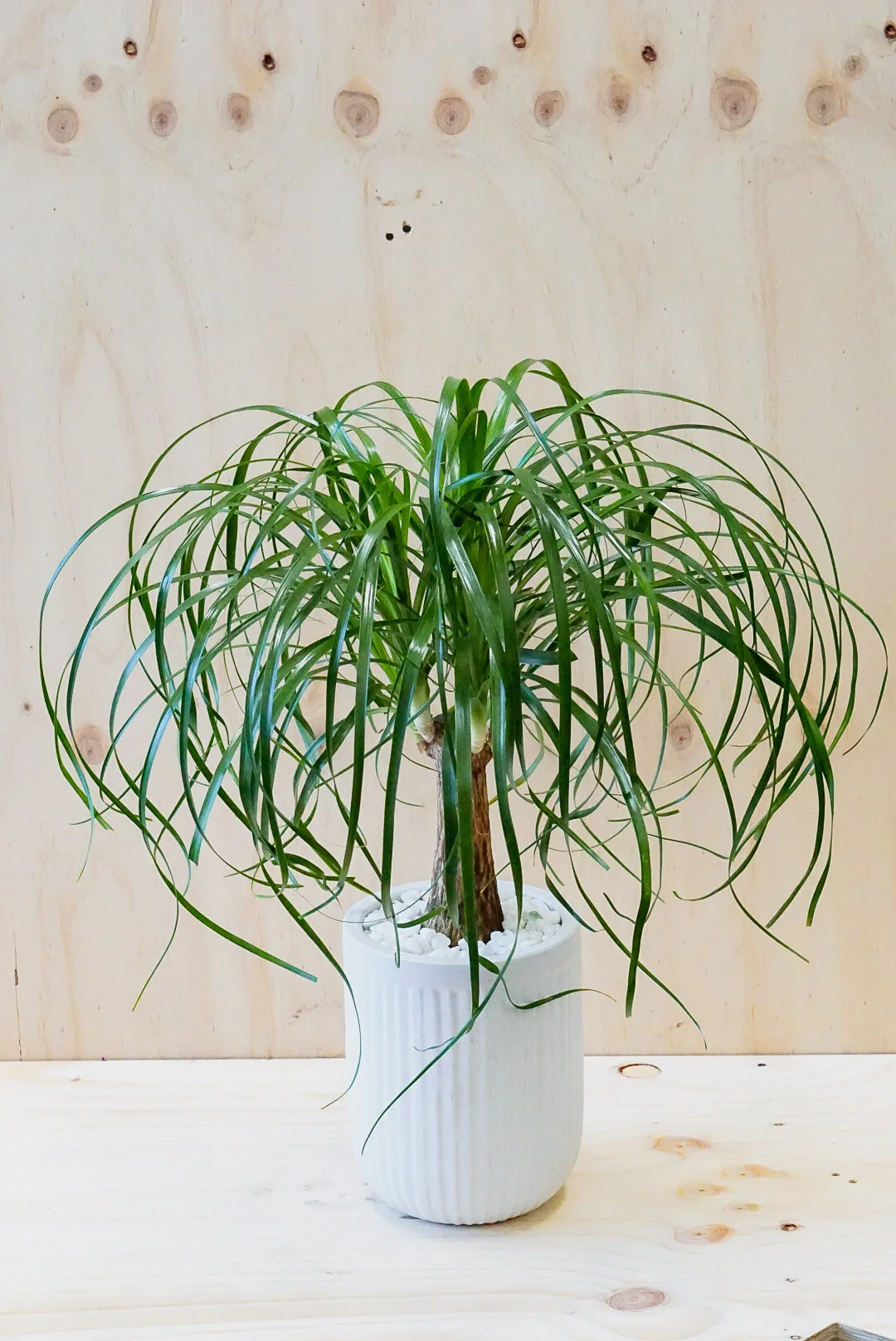 Ponytail Palm - Beaucarnea recurvata