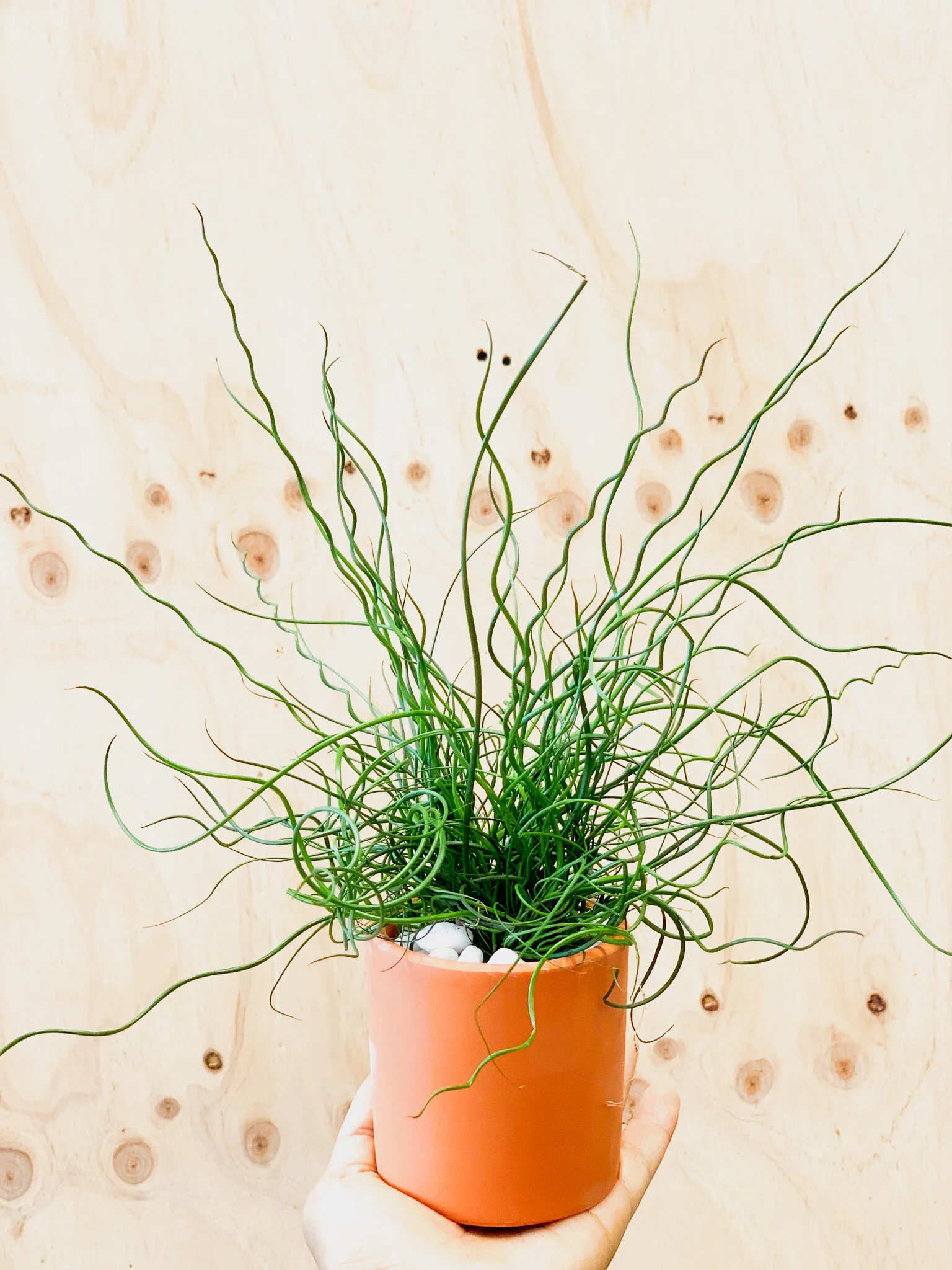 Juncus effusus - Unicorn Soft Rush