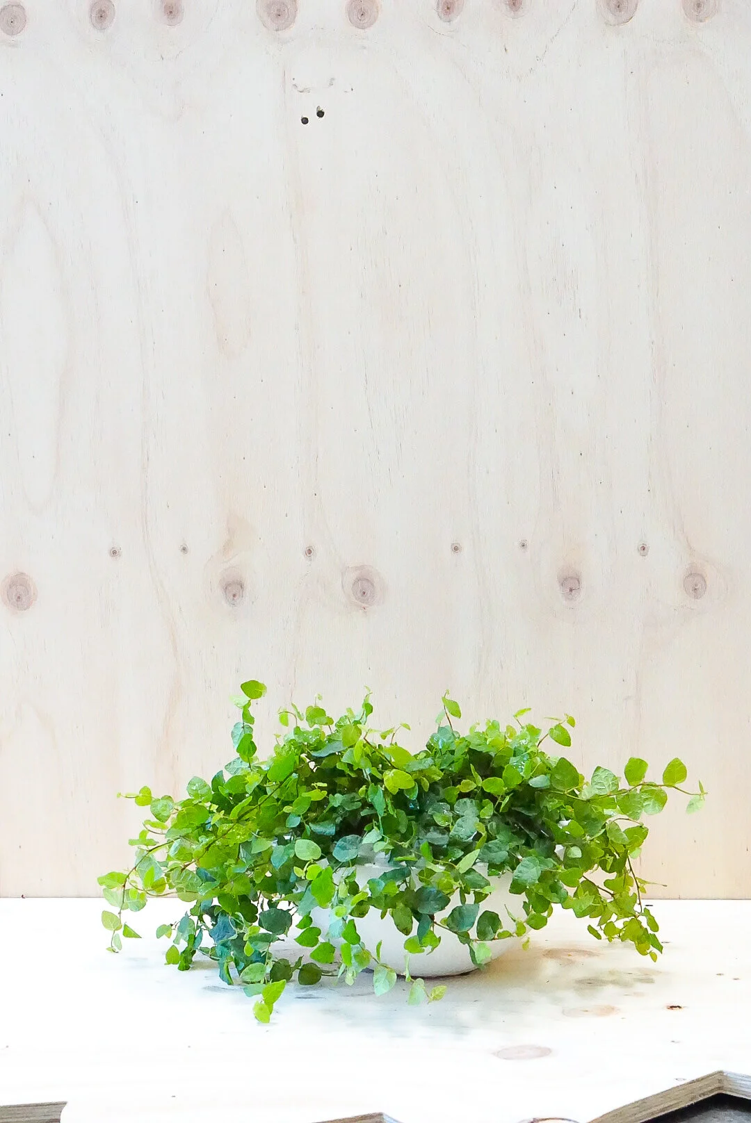 Creeping Fig Ficus - Low Bowl, Two Types