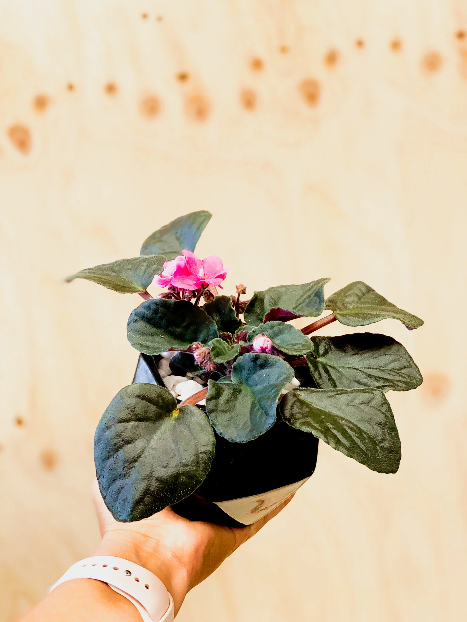African Violet - Geo Pot