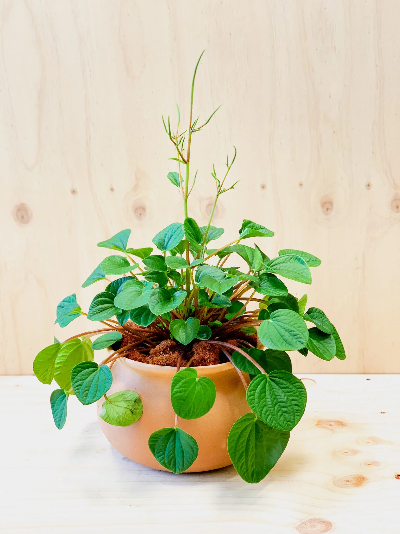 Peperomia - Tuscan Pot