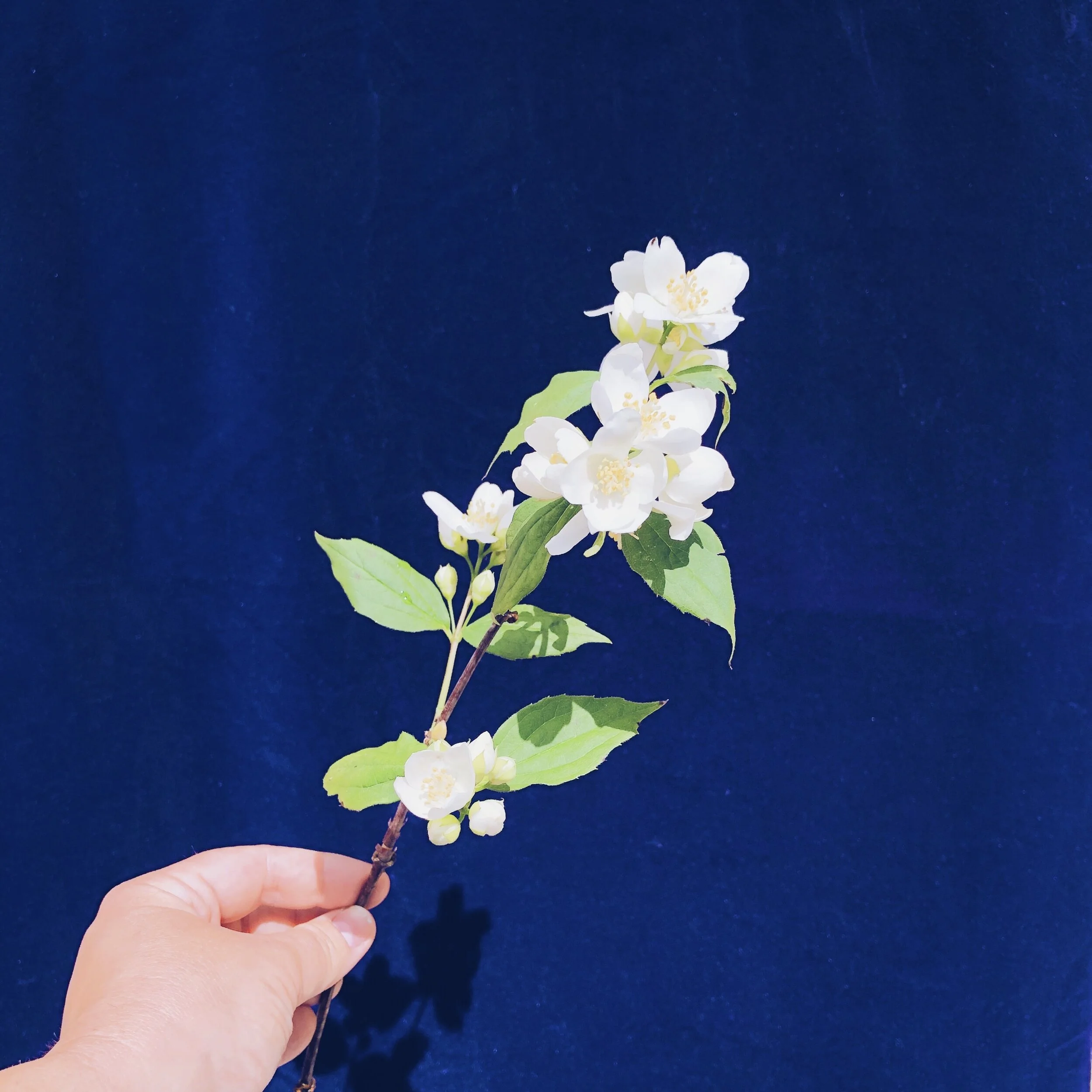 VIRTUAL FLOWER BAR - WEEK OF 5/25