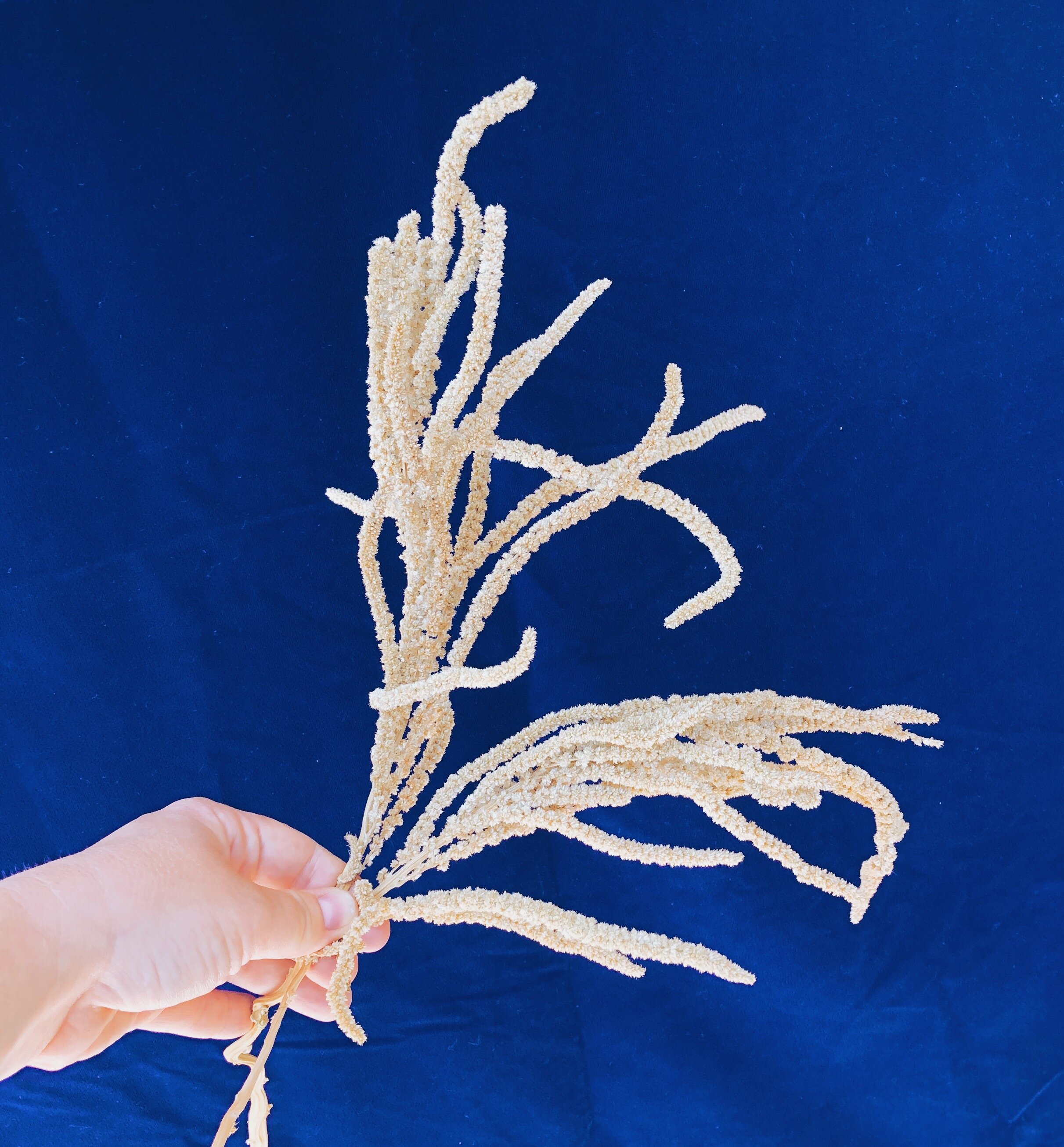 BE683712-95BF-4E30-826A-F5D6FF578B92 2.JPG