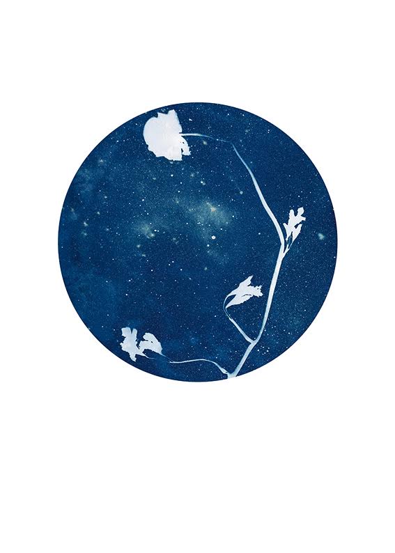 Moon Flower Limited edition art print by Anne Nowak. The art print can be purchased here . 