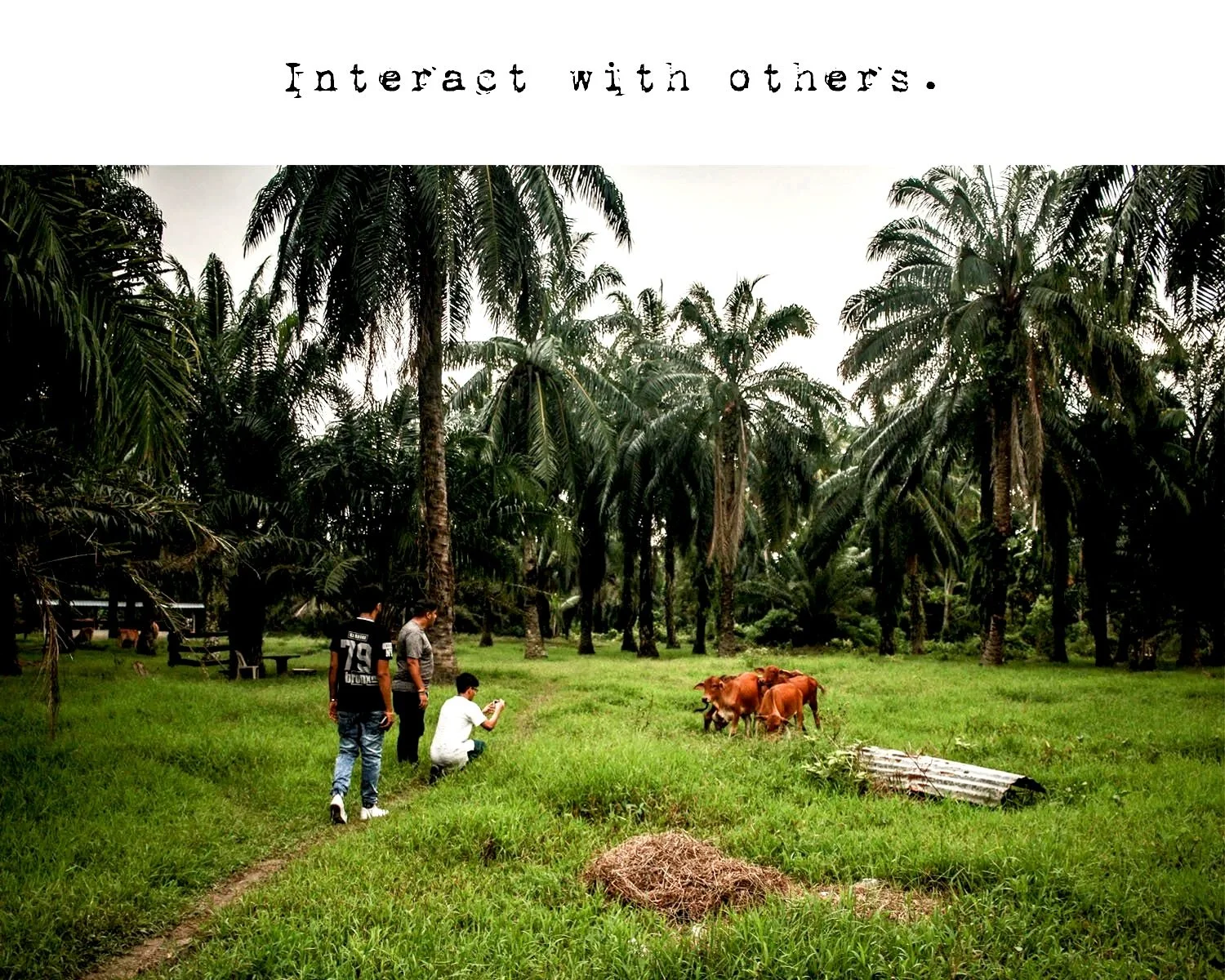 Three boys men photographing cows in field palm trees Malaysia