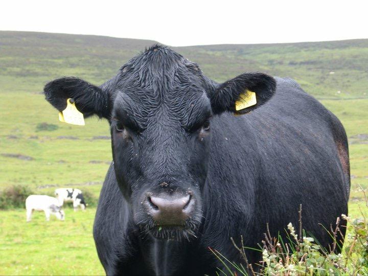This bull has beef with America's obsession with meat. Image: Sean Callahan.
