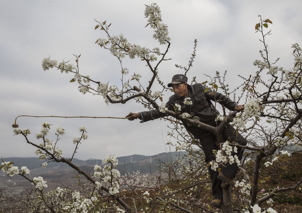 The decline of bees/pollinators has forced farmers in some areas to manually pollinate their crops! Image: Kevin Frayer via Getty Images 