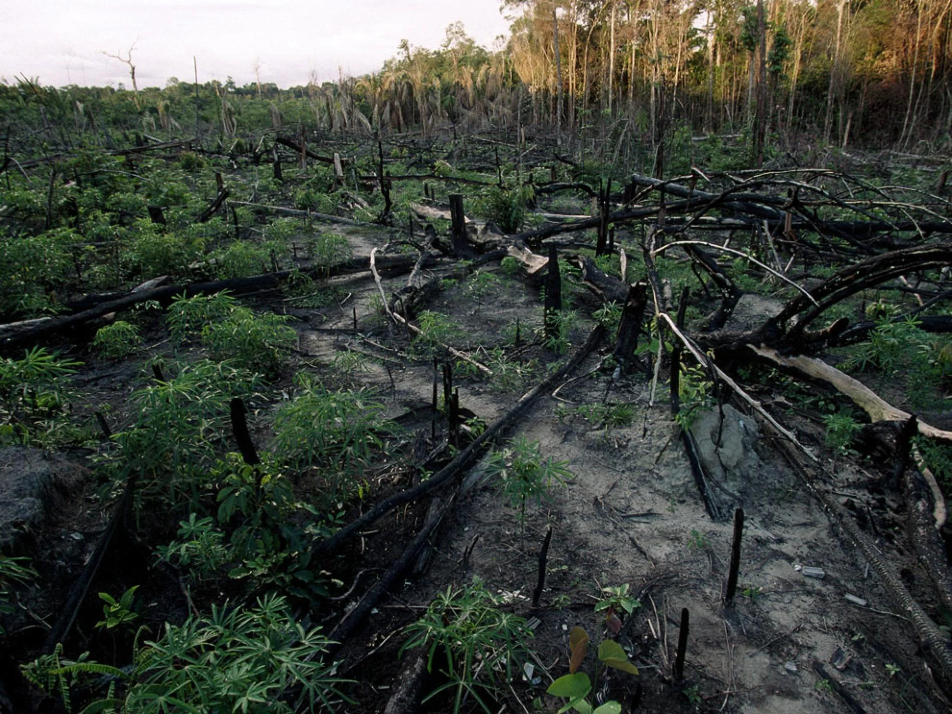 Brazilian rainforest, clear-cut to create space for planting staple crops. Rainforests sequester carbon and release oxygen, purifying the air. Image: Joel Sartore for National Geographic