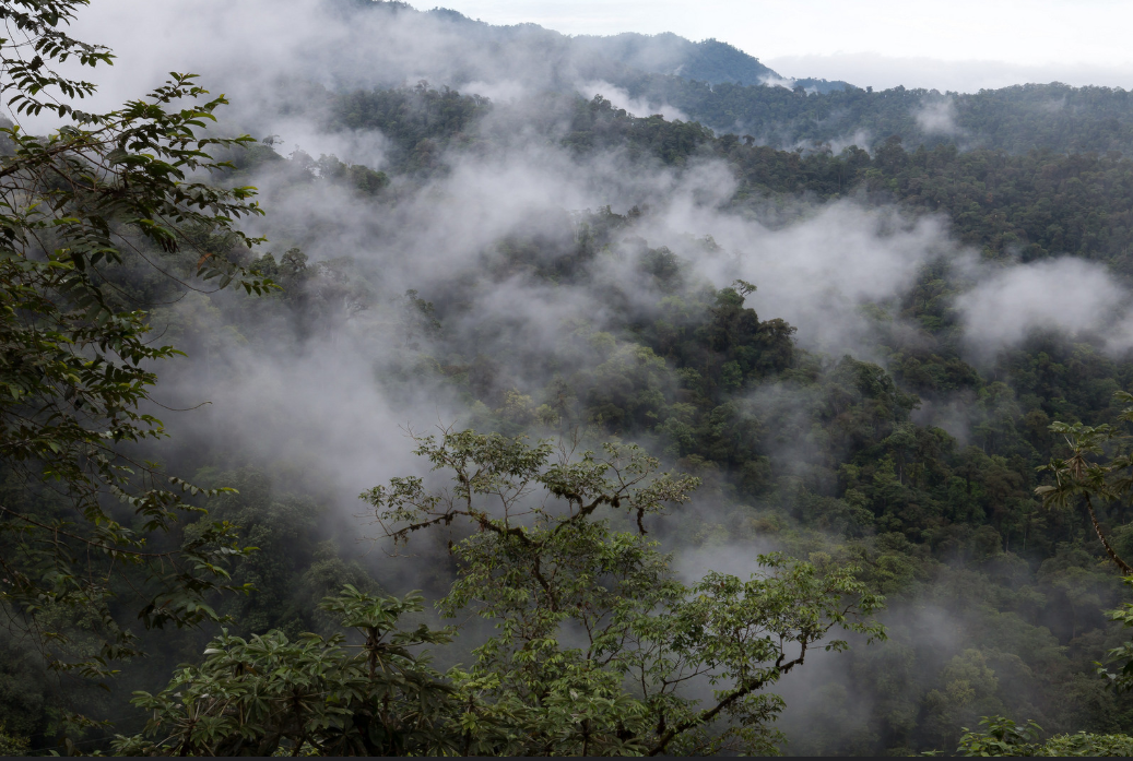 Rally Around the Rainforest