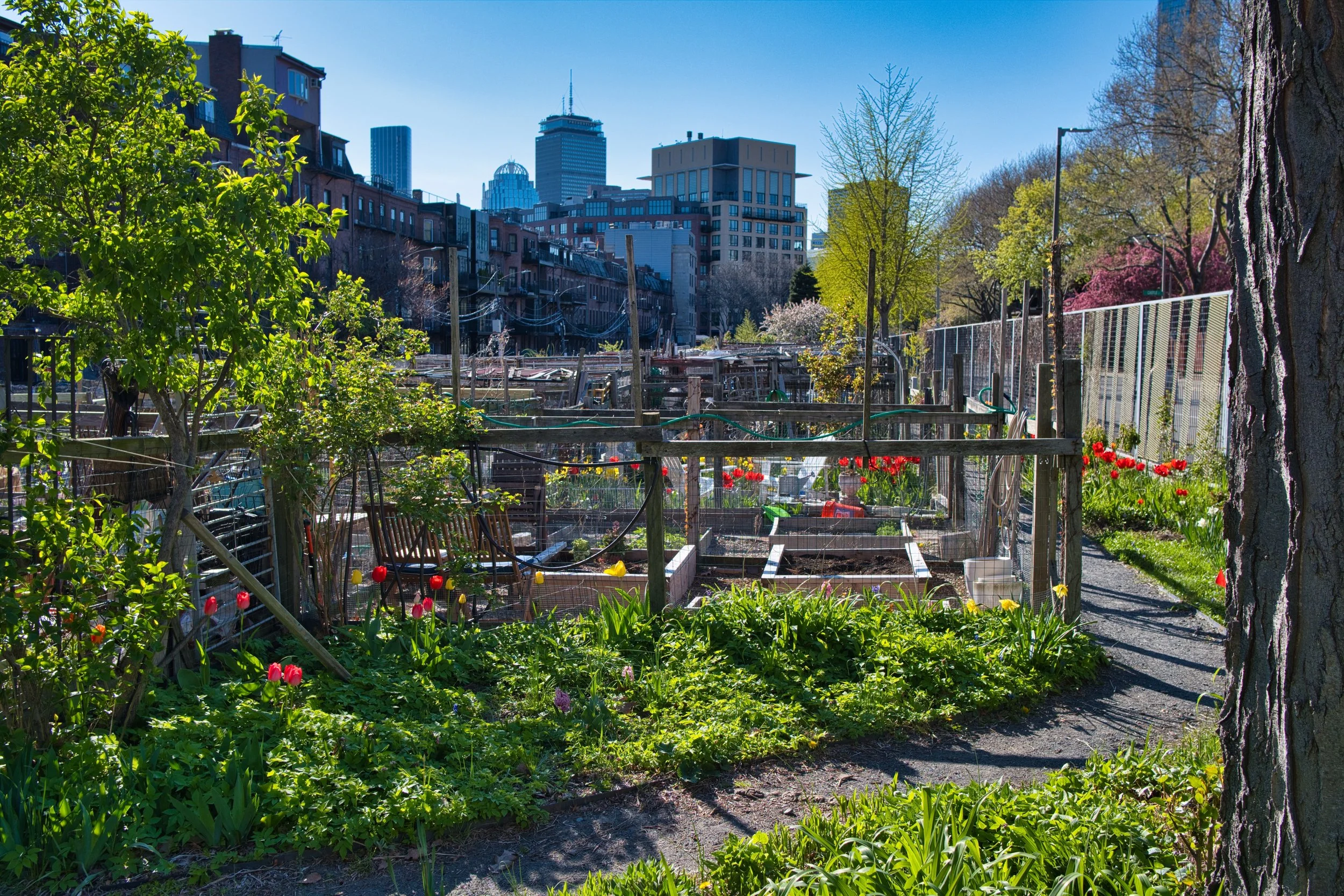 Growing Together: Community Gardens in Food Deserts
