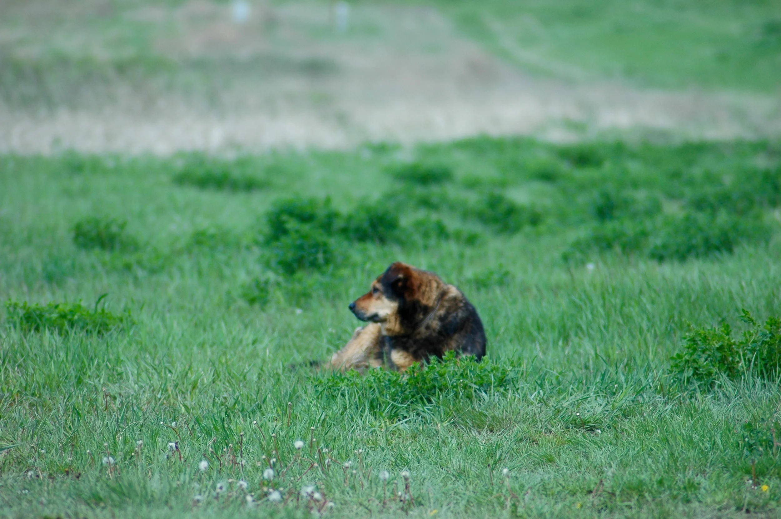 Our loyal companion, Copper, taking a rest. (A.Gross, La Plant, May 2015)