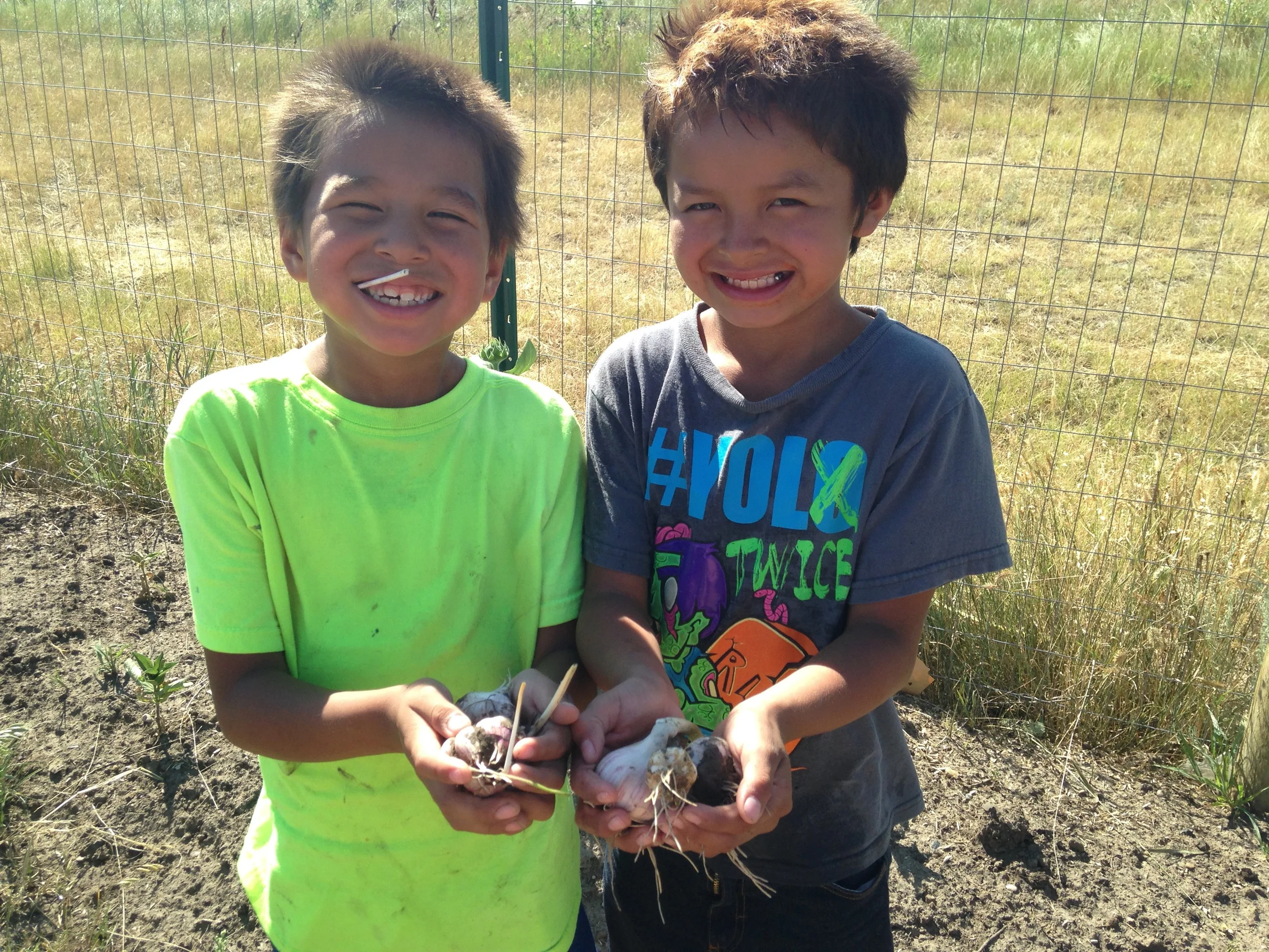 Helping hands in the garden! These young farmers helped to harvest garlic in the garden! (A.Gross, July 2015, La Plant)