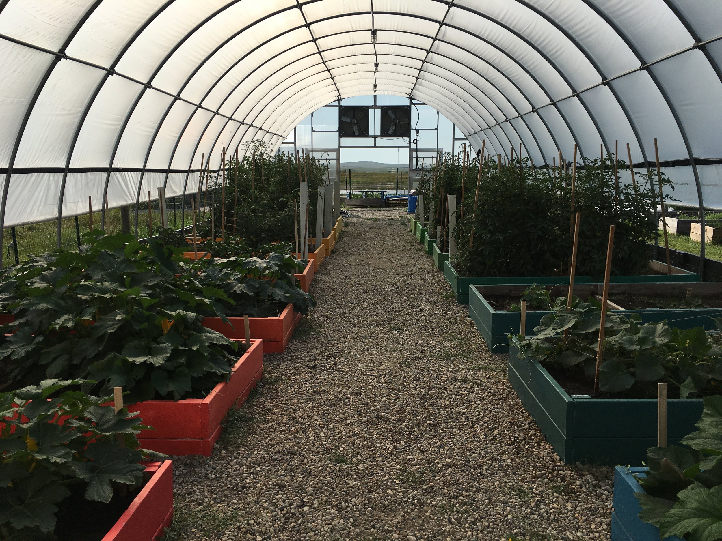 The greenhouse, in full bloom!