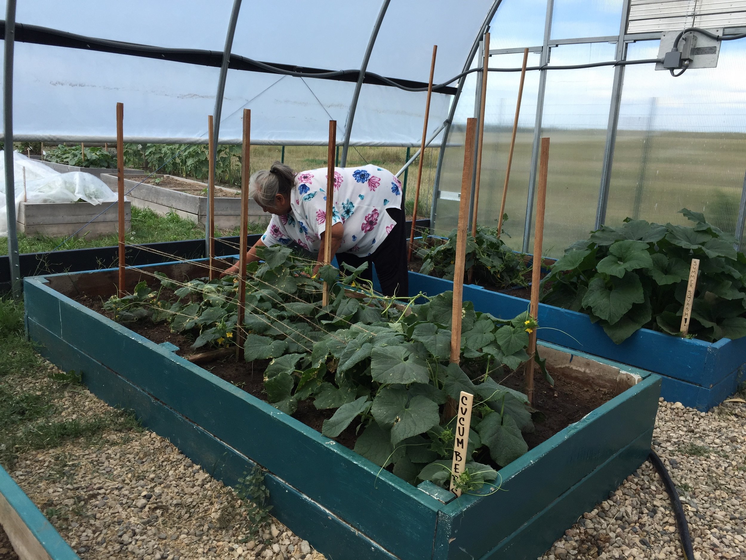 An elder harvests cucumbers in the greenhouse!
