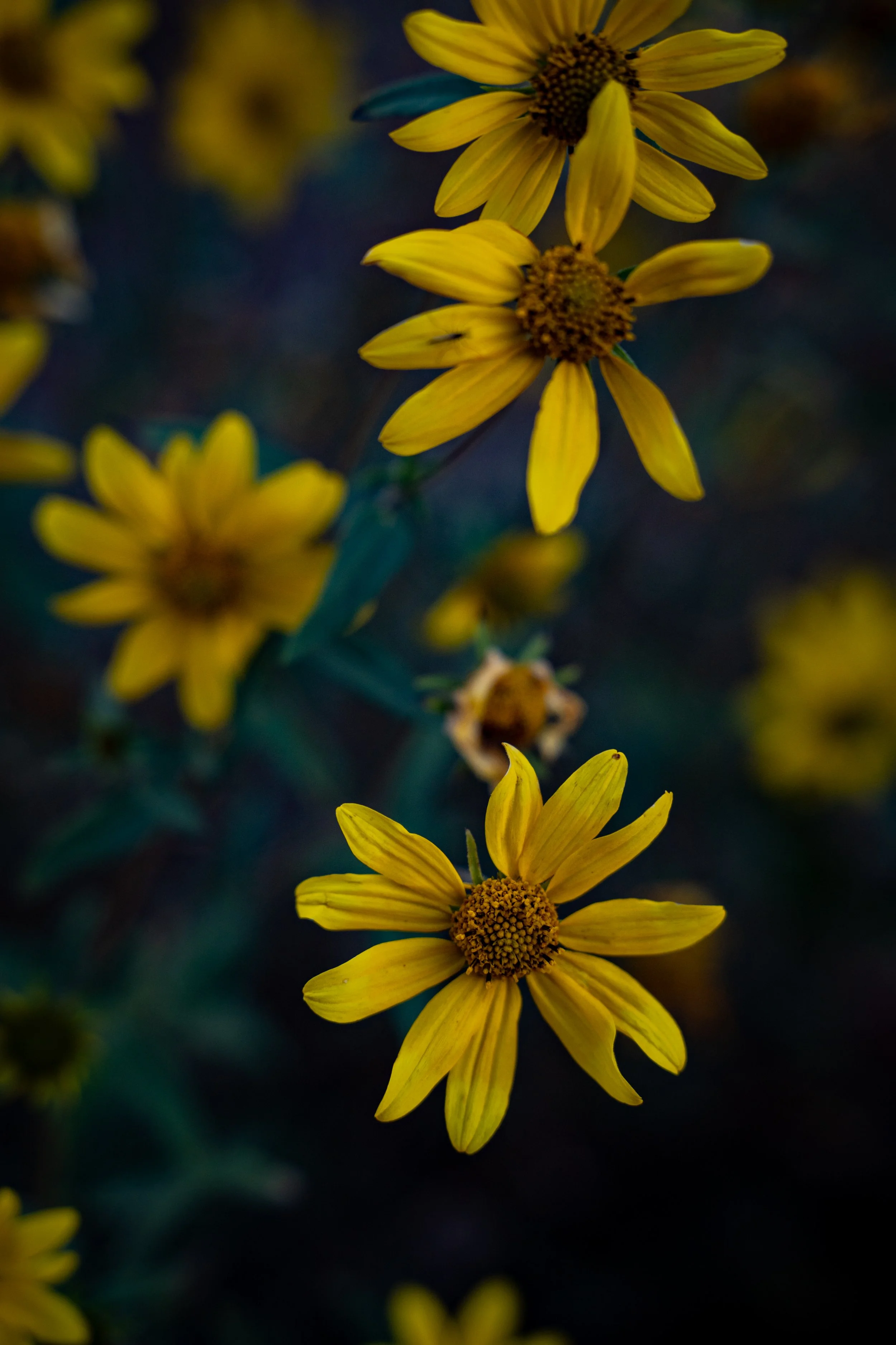 DSC_0291.jpg
