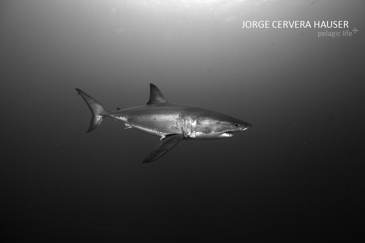 426 - Jorge Cervera - Guadalupe SW - Mexico - September 2012.jpg