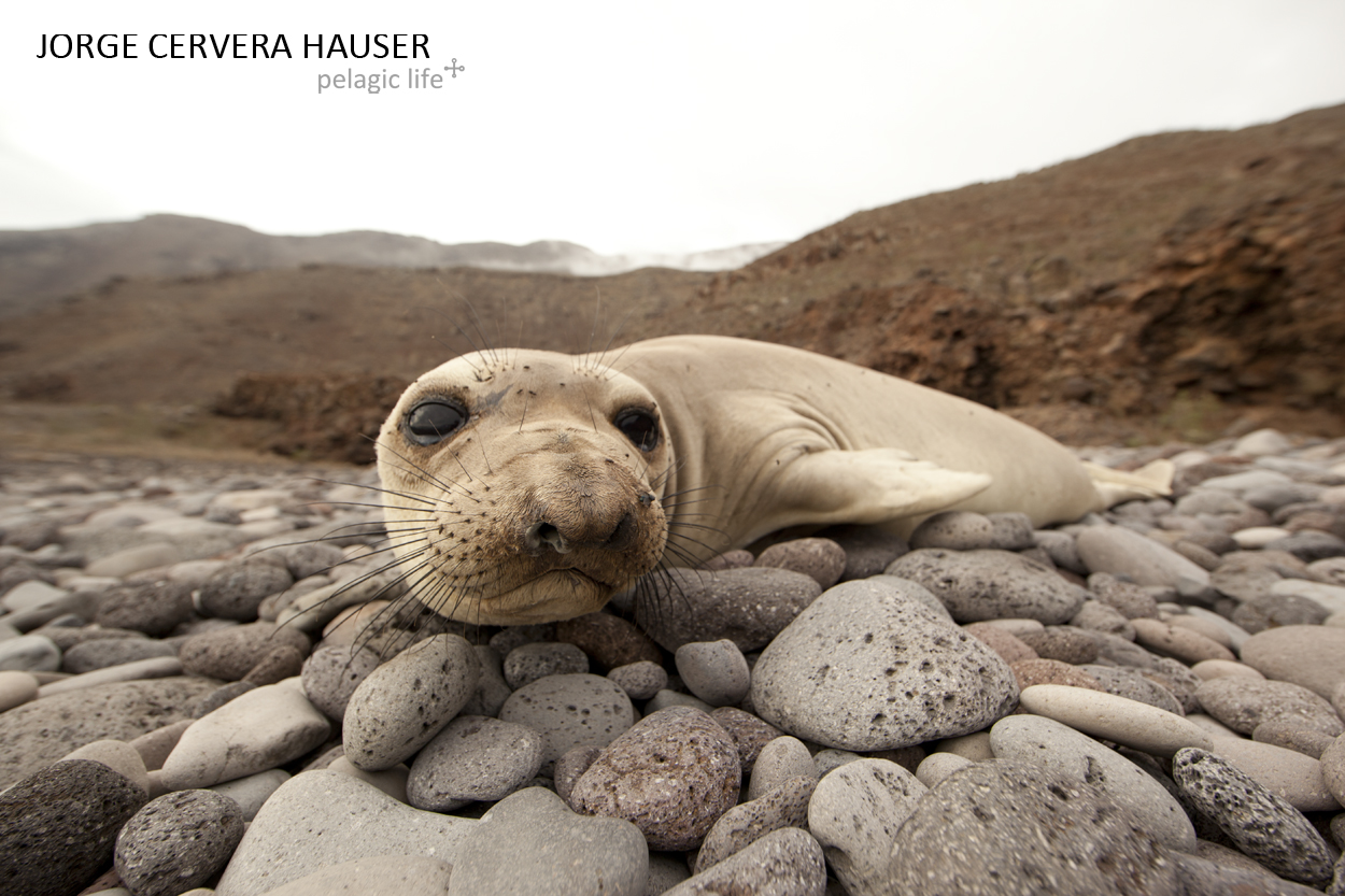 427 - Jorge Cervera - Guadalupe SW - Mexico - September 2012.jpg