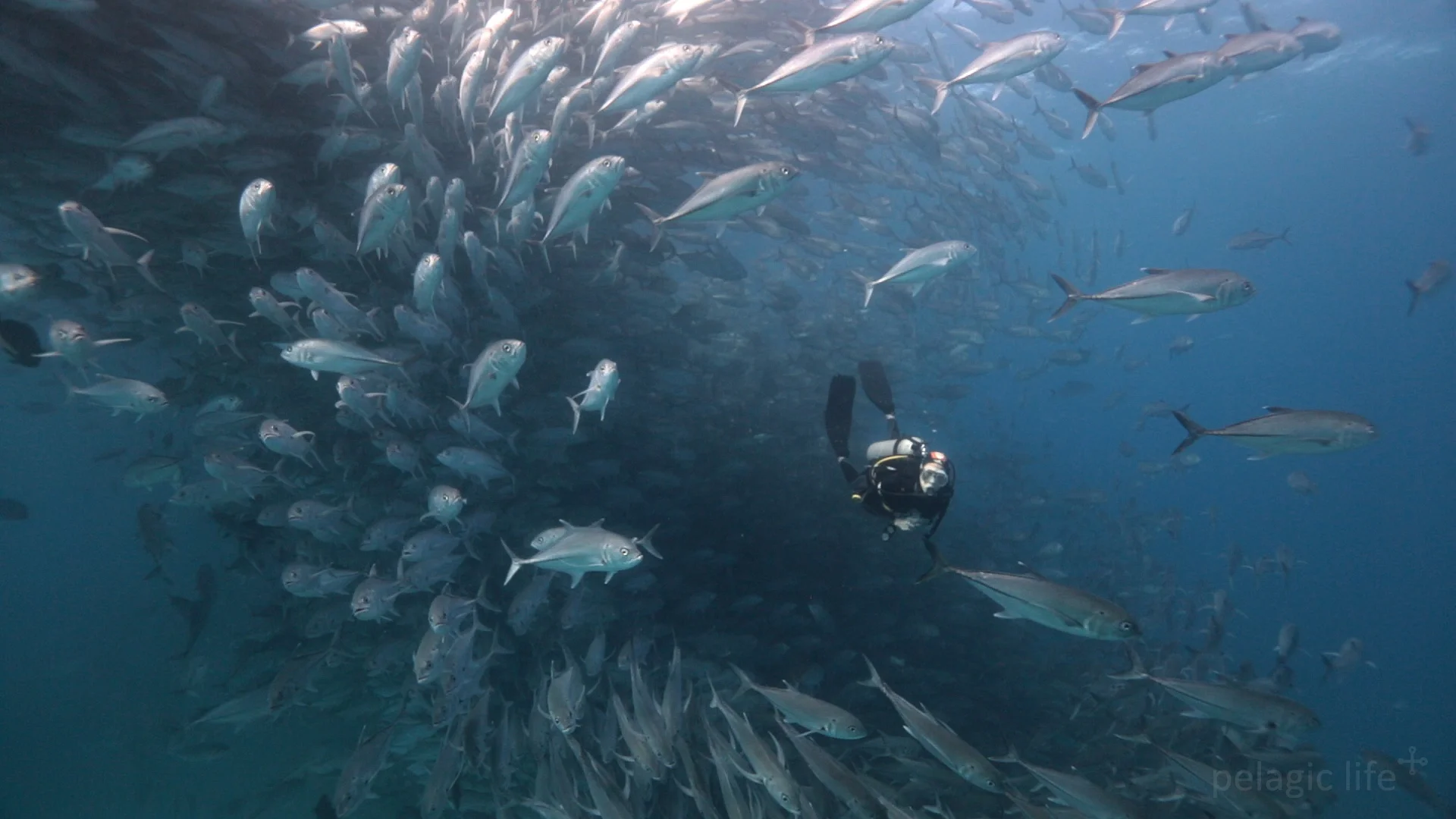 Schooling Jacks.jpg