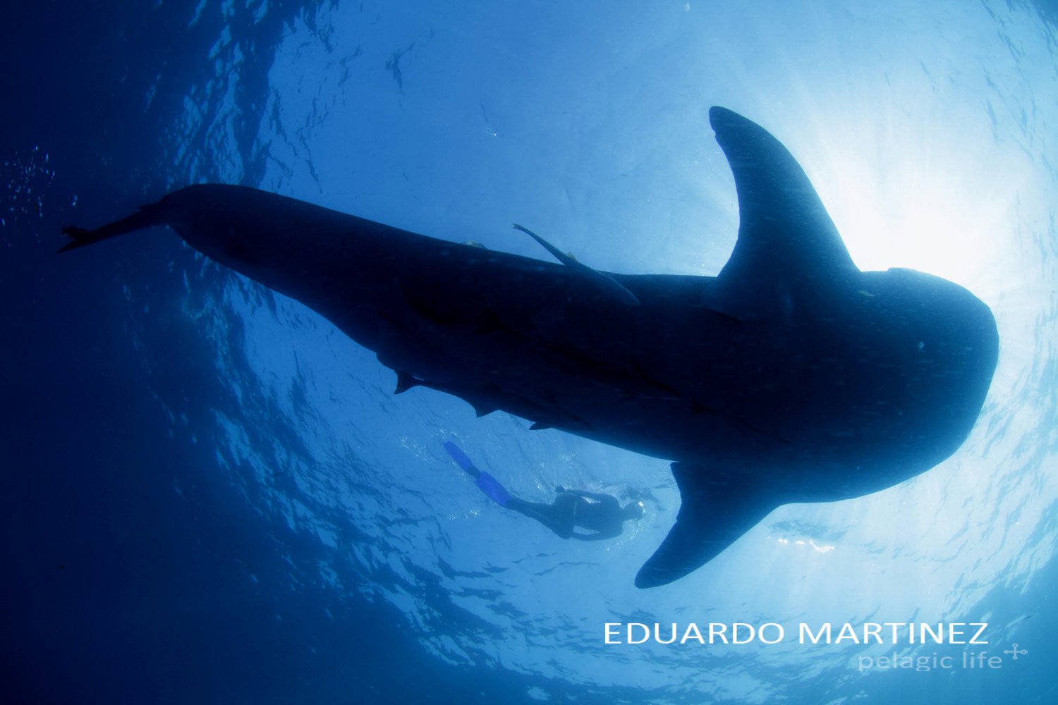 37 Tiburon Ballena - Eduardo Martinez - Cancun - Julio 2011.jpg