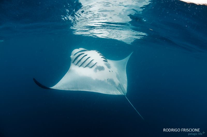 641 Tiburon Ballena y Mantas-Rodrigo Friscione-Cancun-Junio 2013.jpg