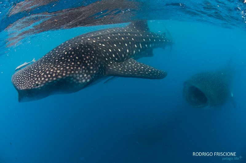 642 Tiburon Ballena y Mantas-Rodrigo Friscione-Cancun-Junio 2013.jpg