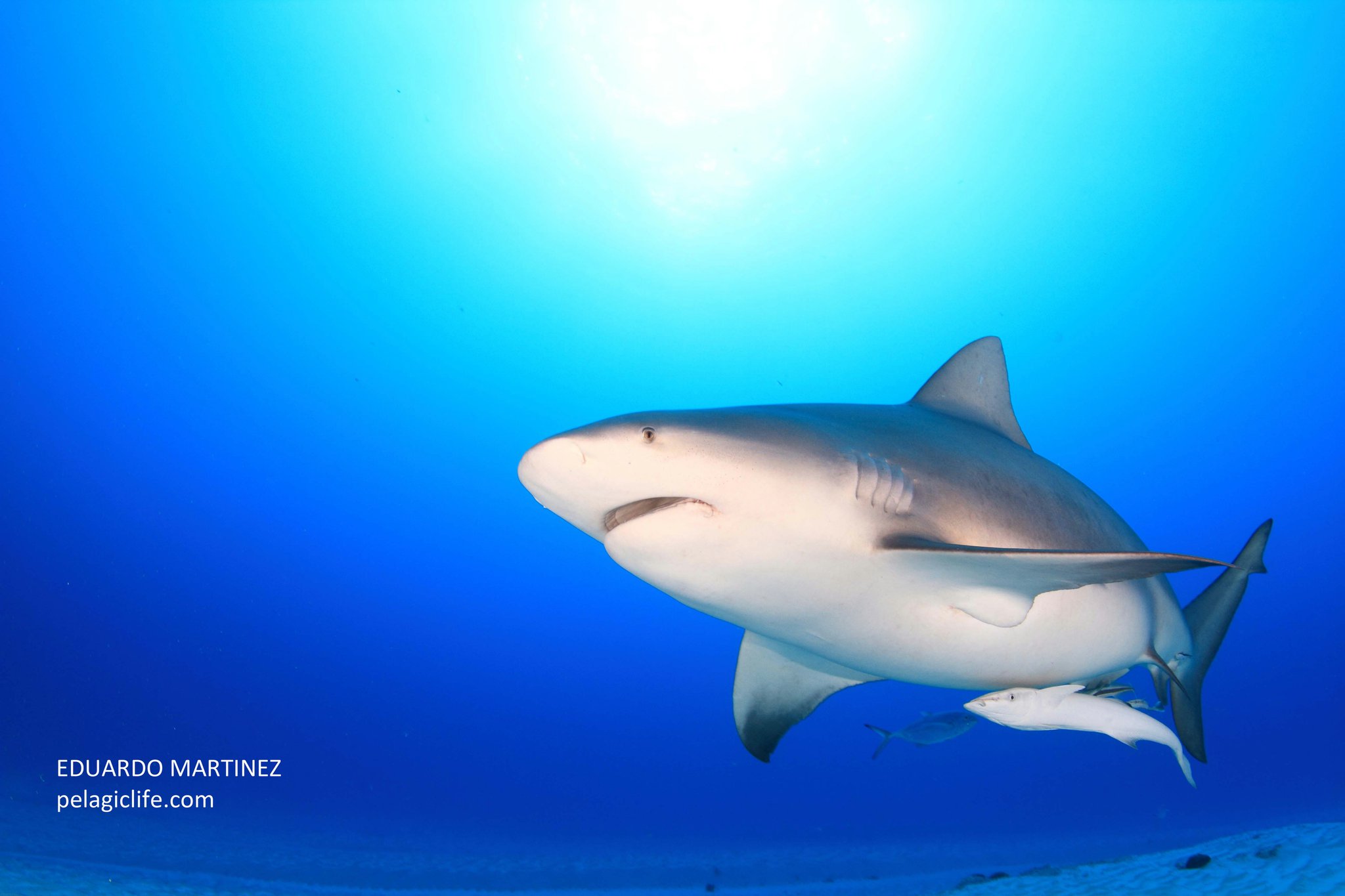 99 Tiburon Toro - Eduardo Martinez - Cancun - Febrero 2010.jpg
