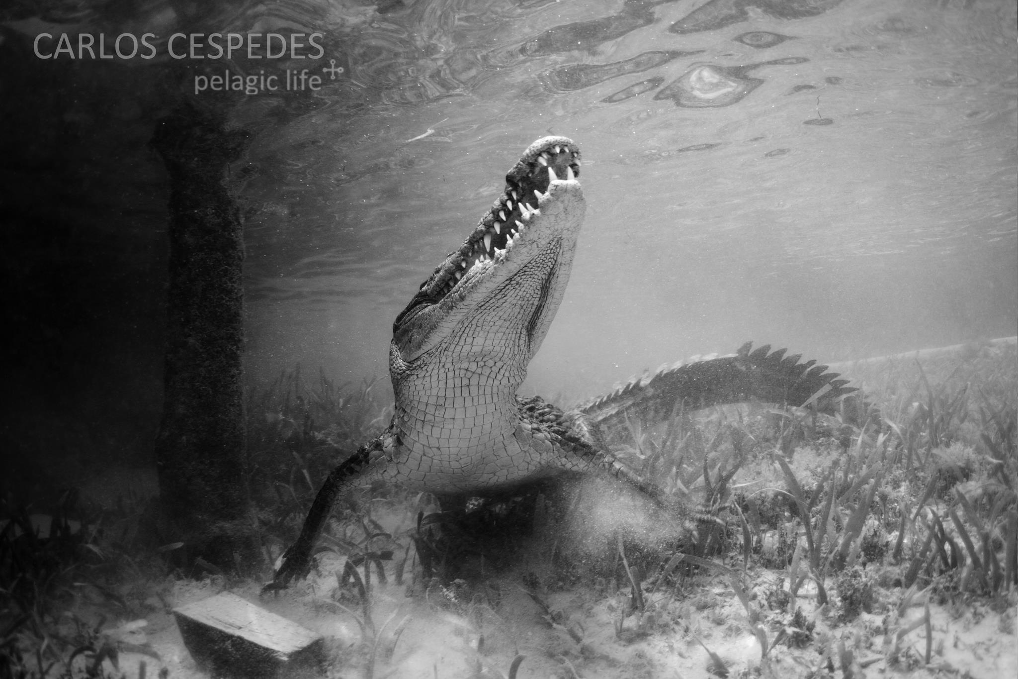 673 -Carribean Dragons-Carlos Cespedes-Chinchorro Xcalak-Marzo 2013.jpg