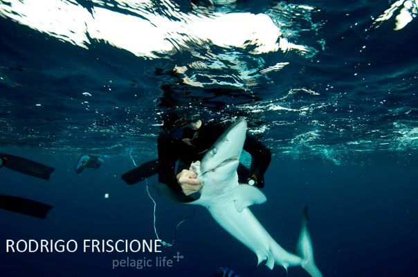 147 Shark Haphazard & Stripped Marlin - Rodrigo Friscione  - Magbay - Noviembre 2011 copy.jpg