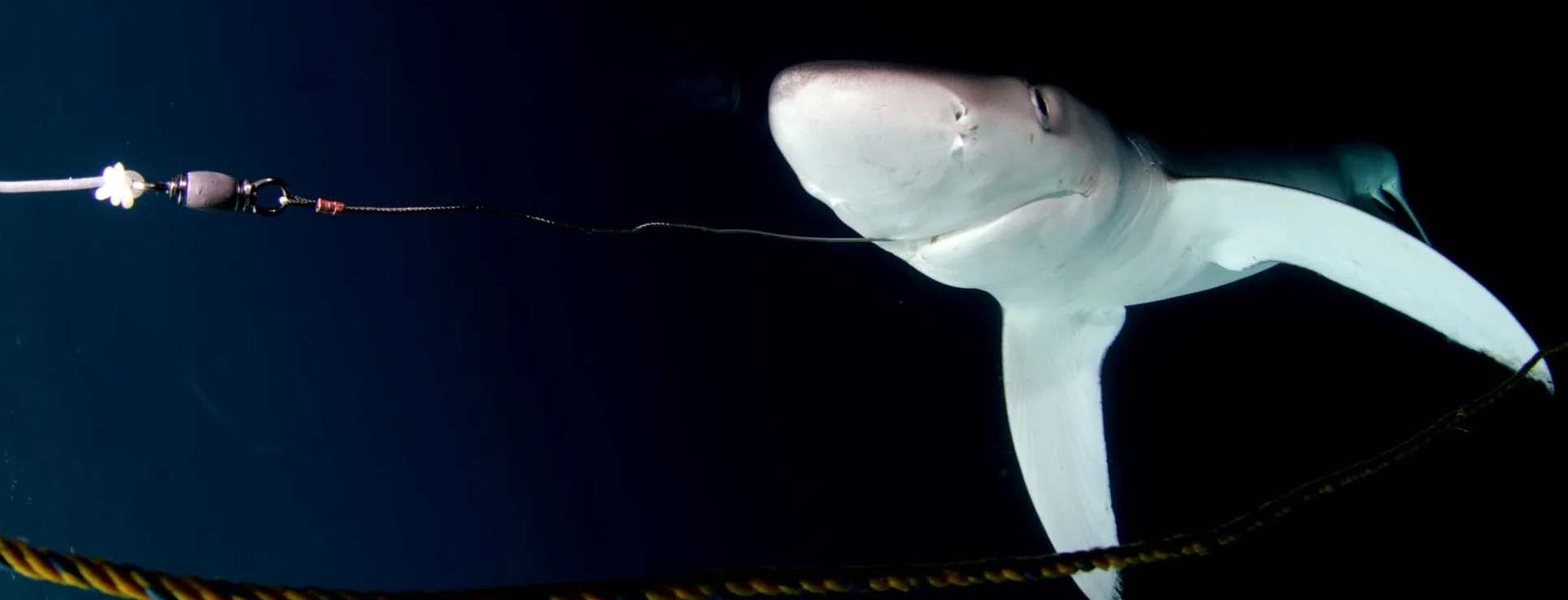 Call of the Shark (109).jpg
