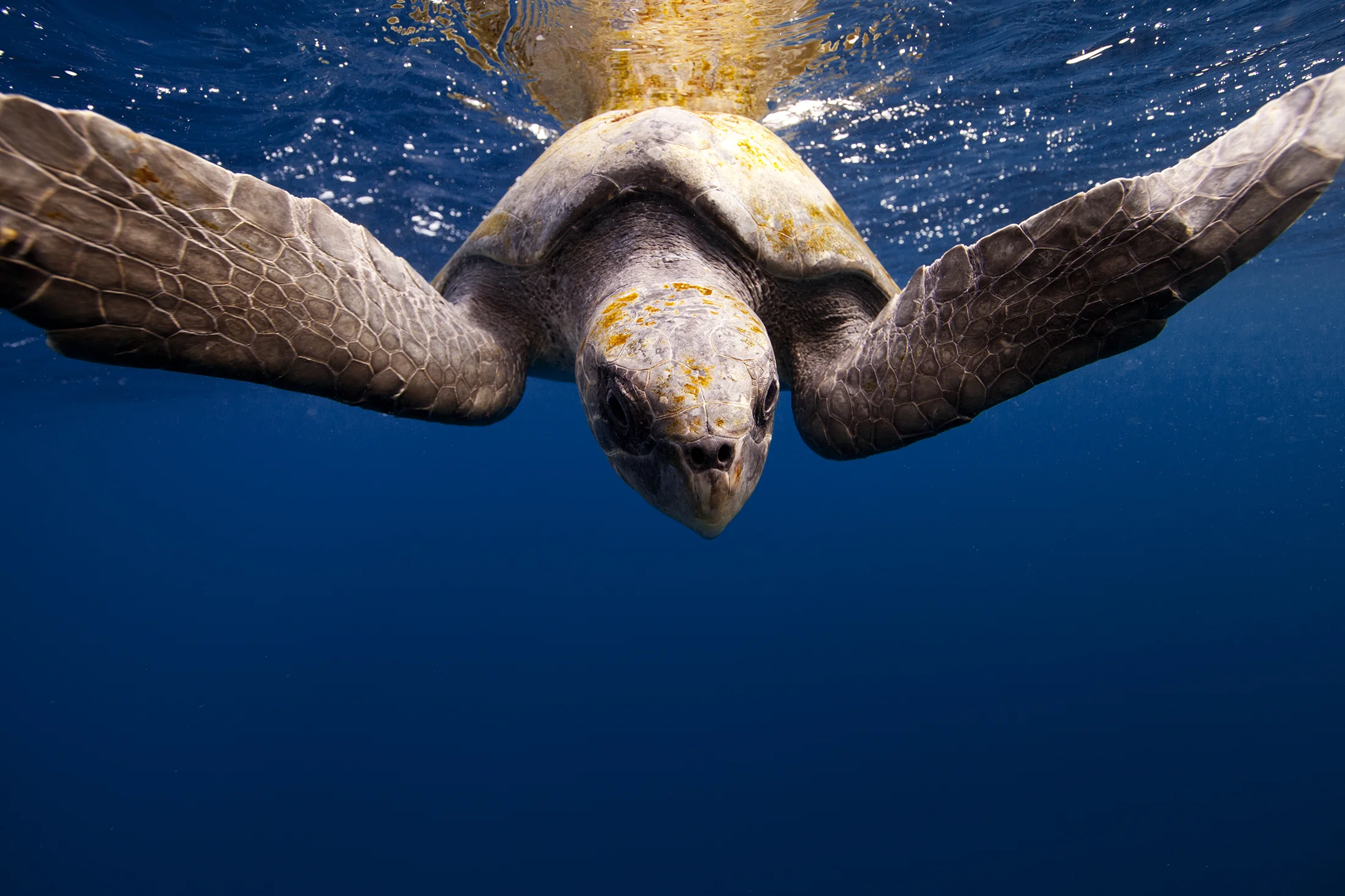 Jorge Cervera Hauser ©