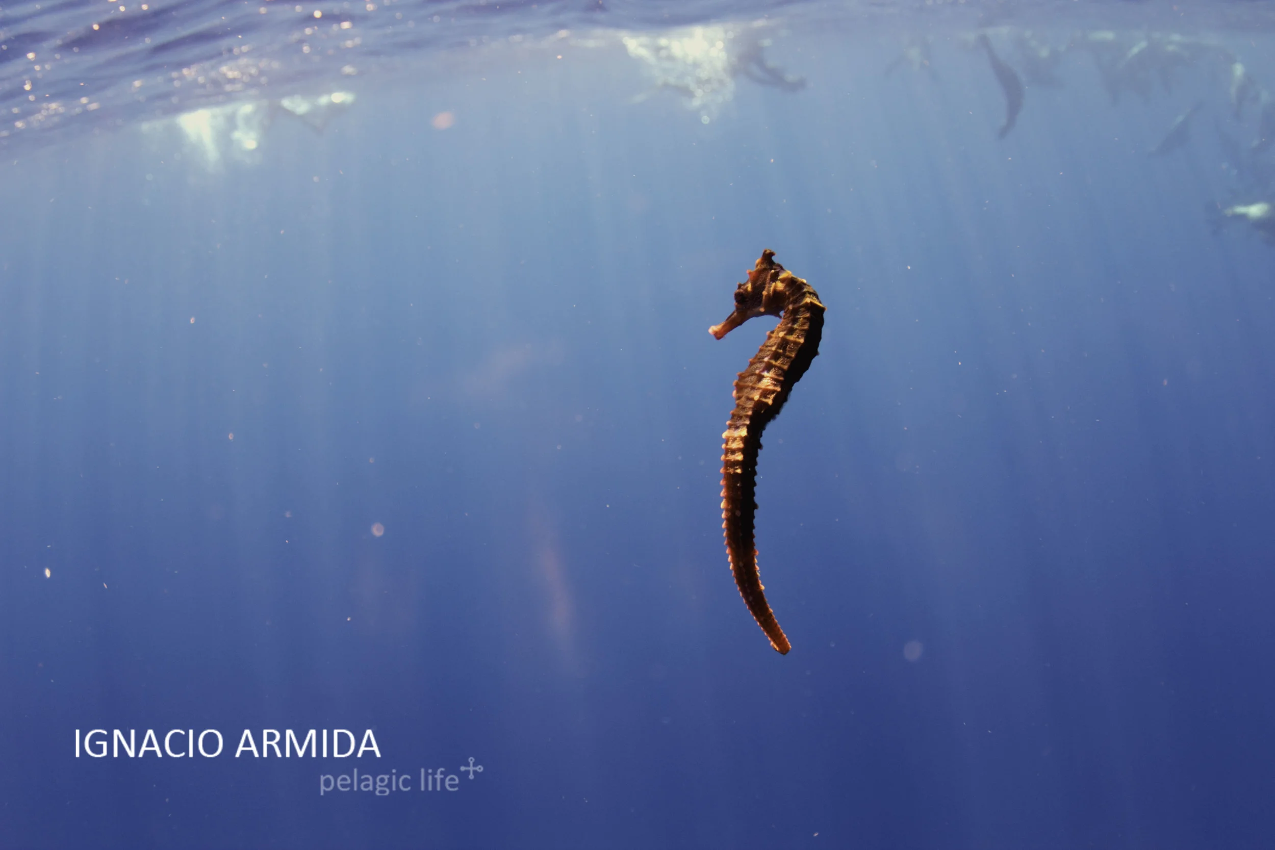 Ignacio Armida ©