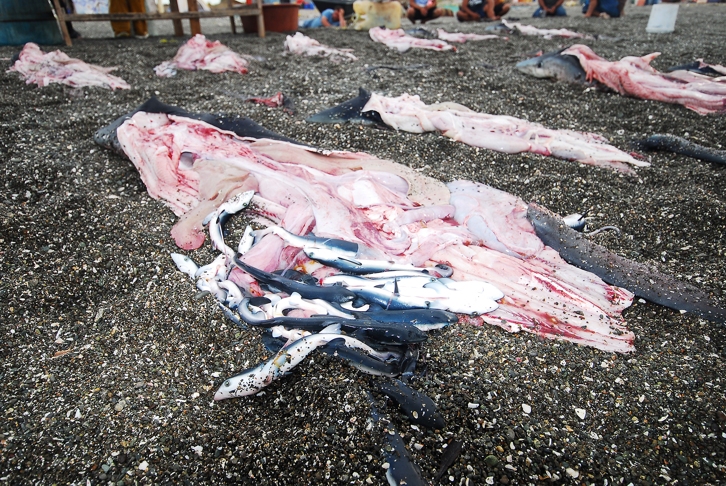 This pregnant blue shark was fished off the coasts of Magbay, which killed all her pups as well. 
