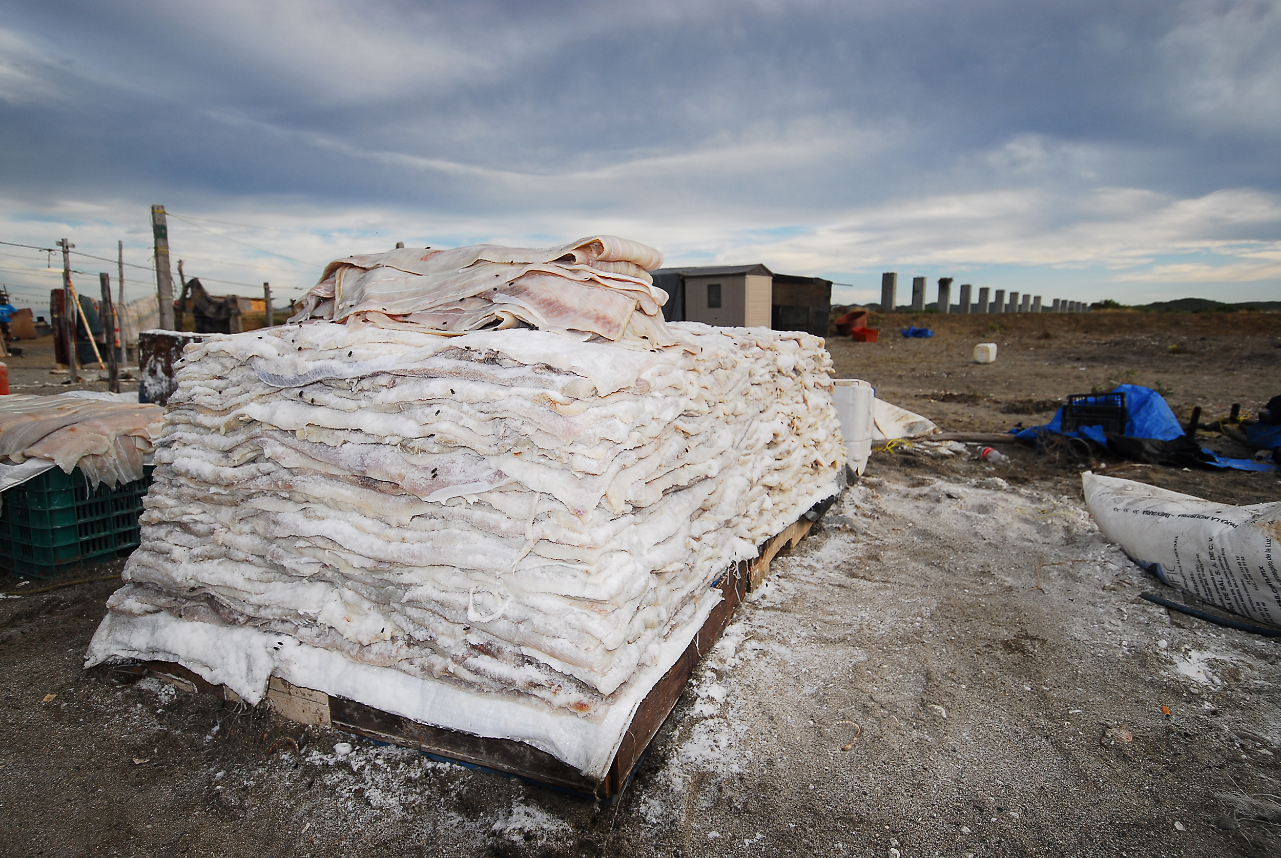 Shark meat is salted and set out to dry to be then passed off as fake cod meat in the Mexican fish market. 