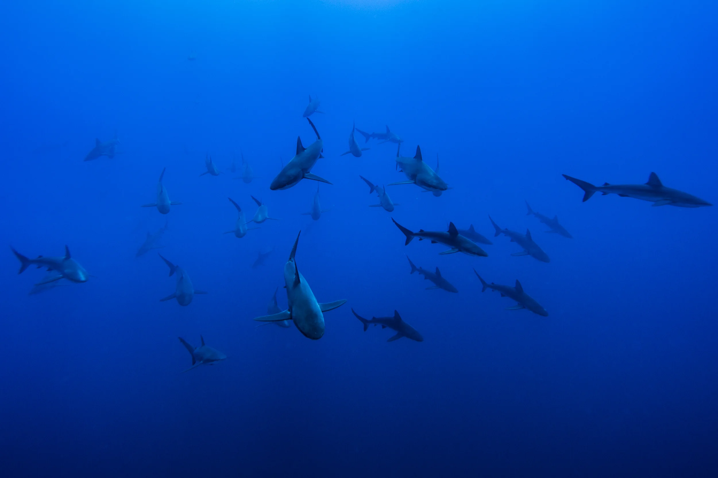 © Manolo Fernández / Pelagic Life