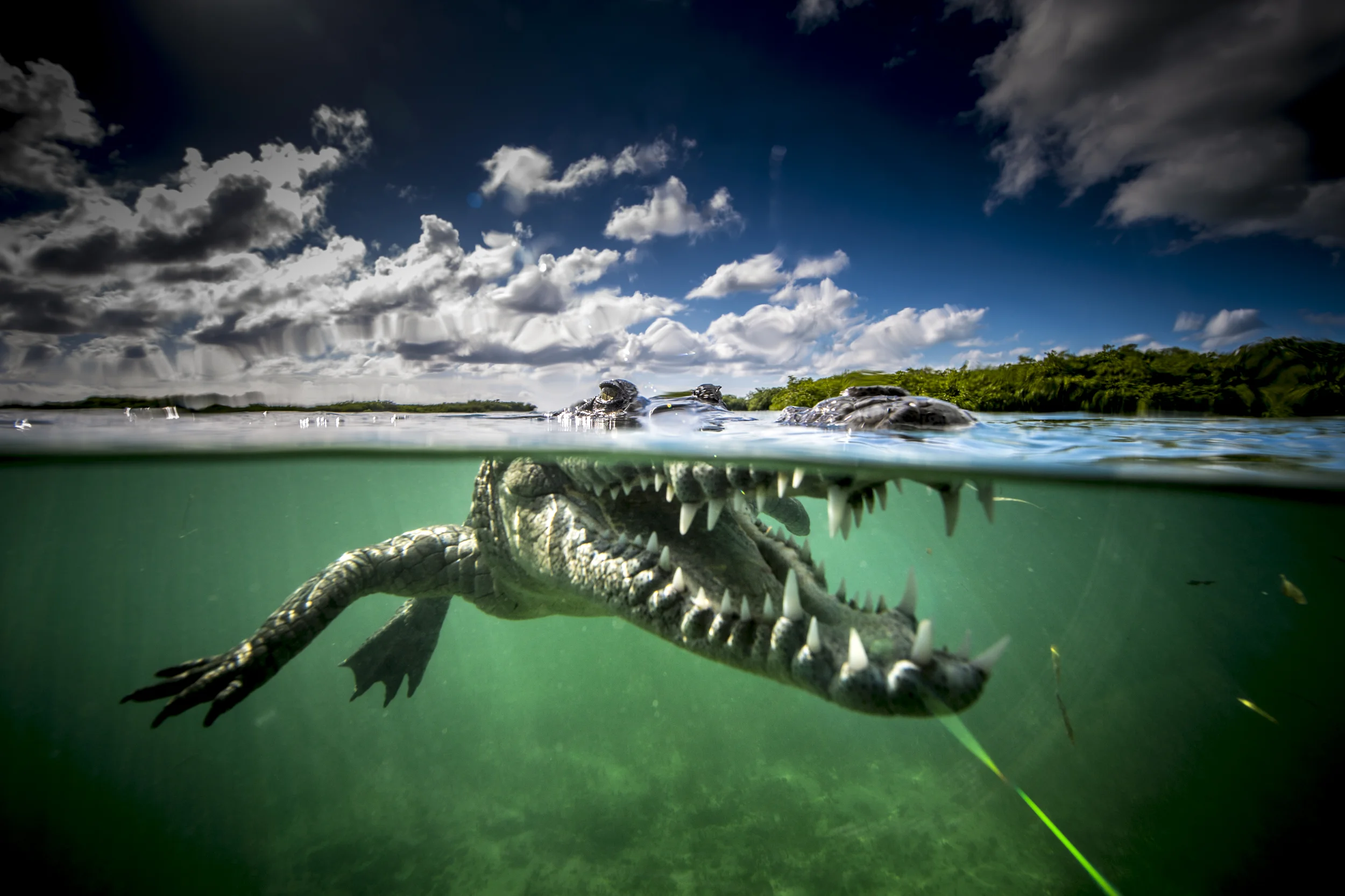 © Manolo Fernández / Pelagic Life