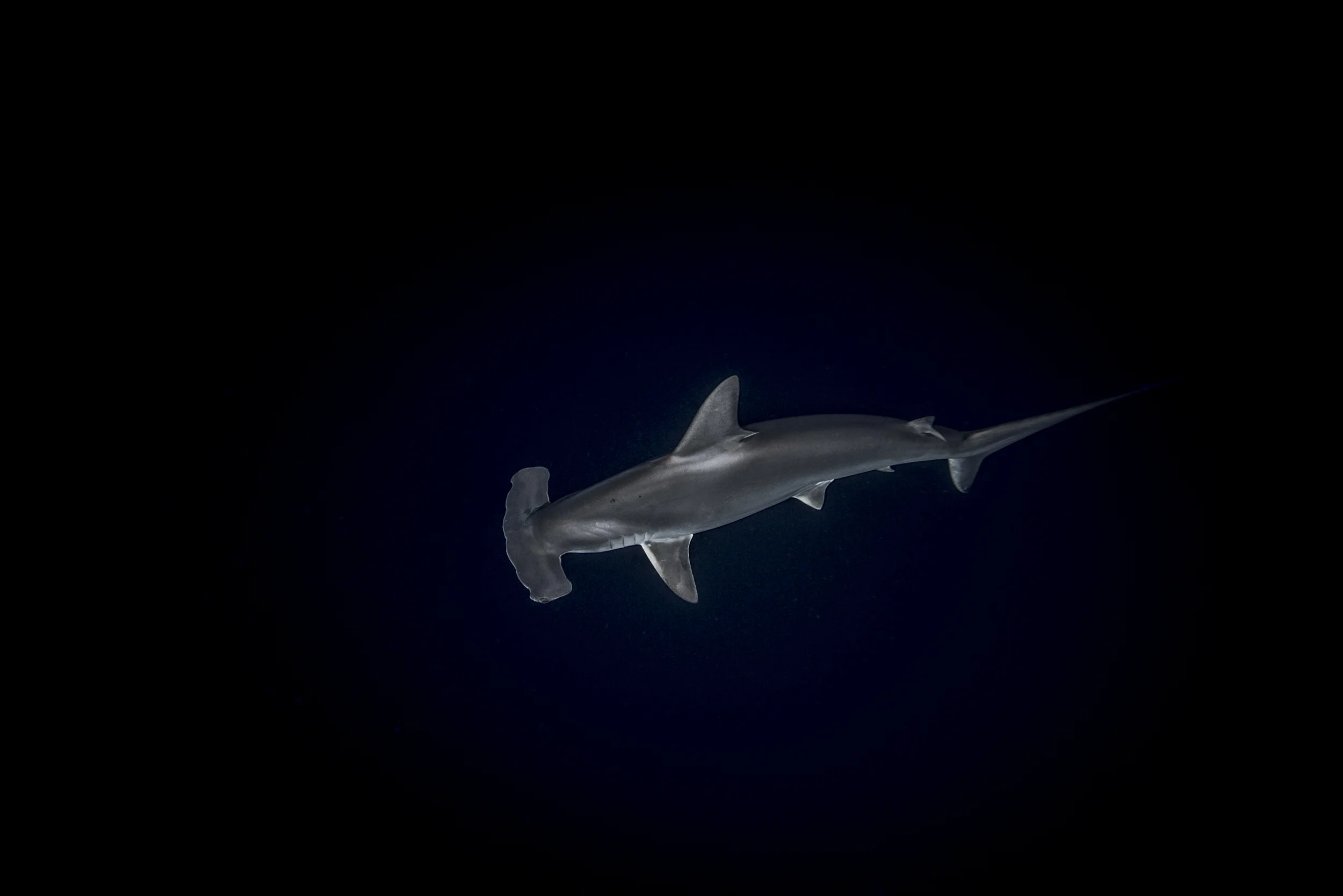 © Manolo Fernández / Pelagic Life