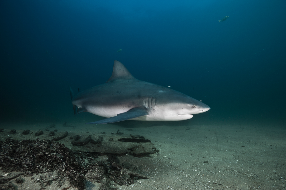 Erick_Higuera_Tiburon-Toro_Cabo-Pulmo_REV_9767.jpg