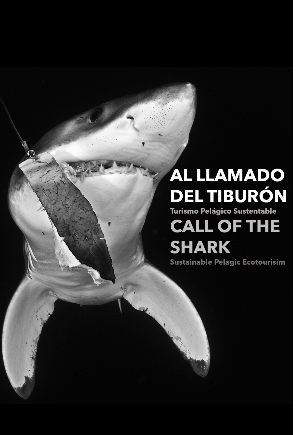 Call of the Shark Al llamado del tiburón Pelagic Life.png