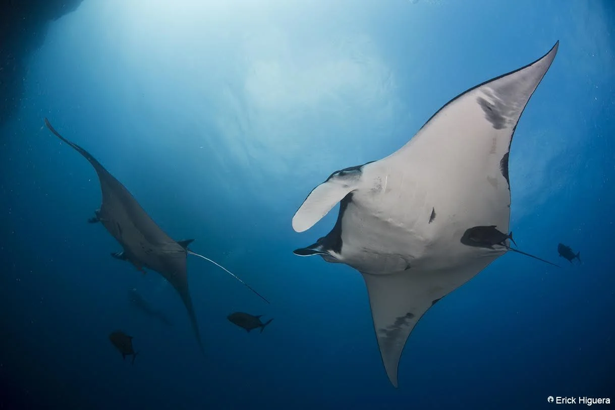 manta2.jpg