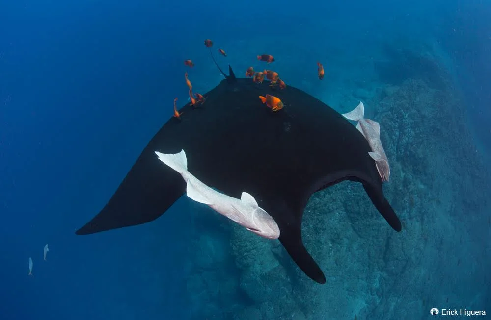 manta3.jpg