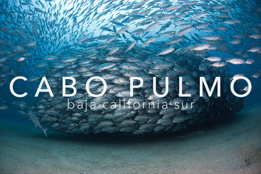 PELAGIC LIFE CABO PULMO.png