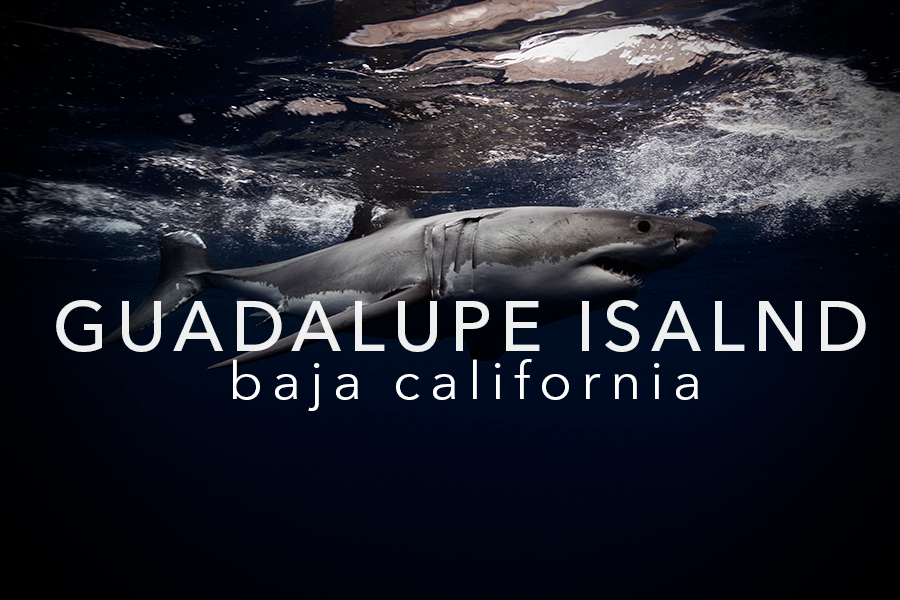 PELAGIC LIFE ISLA GUADALUPE.png