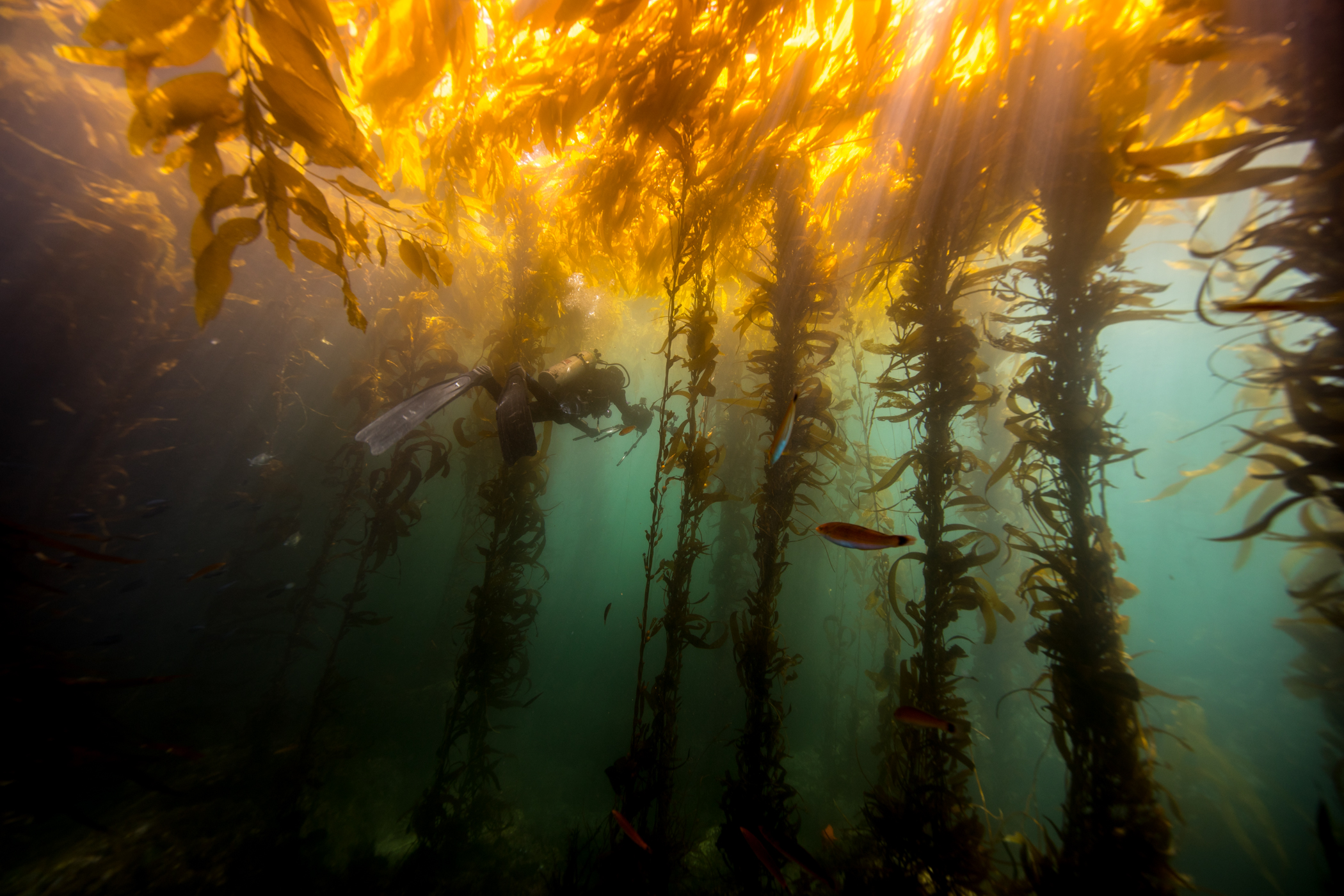 2018 Septiembre Ensenada Kelp-2.JPG